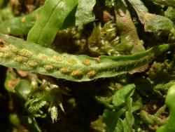 Notogrammitis ciliata. Fertile frond with abundant hairs towards the stipe, and more scattered hairs on the abaxial lamina surface.
 Image: L.R. Perrie © Leon Perrie CC BY-NC 3.0 NZ